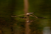 Water Striders